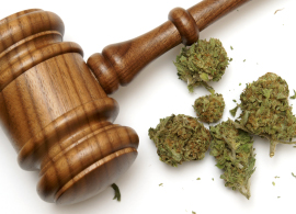 Mazo Legal con Muñones o Cogollos de Cannabis