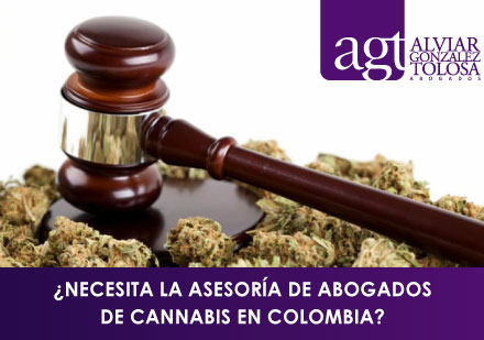 Mazo Legal con Cannabis en Colombia