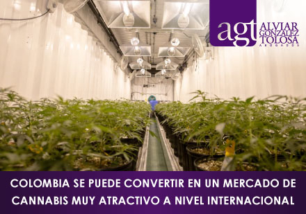 Cultivo de Cannabis Psicoactivo en Colombia
